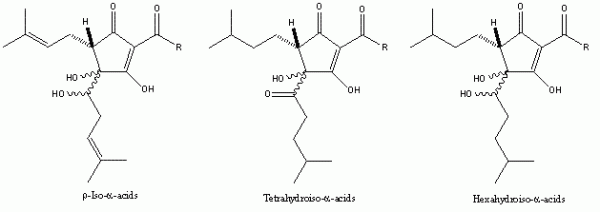 Figure 5 The chemically-modified iso-α-acids. Used by brewers because of their enhanced stability, they also exhibit bacteriostatic activity broadly in line with their hydrophobicity. Their cost and, for the tetrahydroiso- and hexahydroiso-α-acids, greater difficulty in achieving solubility in aqueous solution, are barriers to their widespread use.