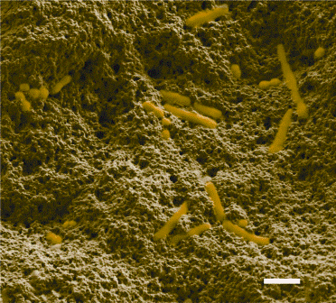 FIGURE 5Cryo-scanning electron micrograph of microfluidised low fat yogurt showing the fine protein/fat matrix with embedded starter culture bacteria: Lactobacillus sp. and Streptococcus sp. (yellow). Scale bar = 1μm