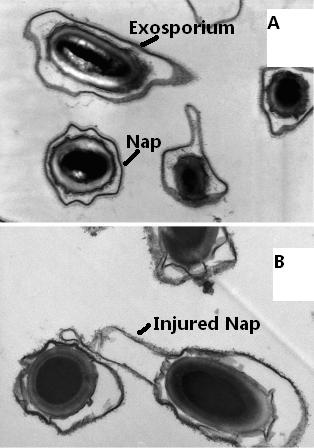 Figure 5 Transmission electron microscopy on spore sections of B. cereus 98/4 after ruthenium staining. Spores untreated (A) or treated with two per cent NaOH at 80°C (B). [Faille C., INRA UR638]