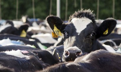 fonterra-farm-agrigate