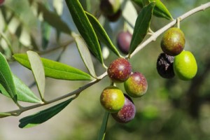 food-security-olive