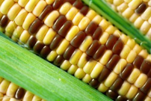 gmos-corn