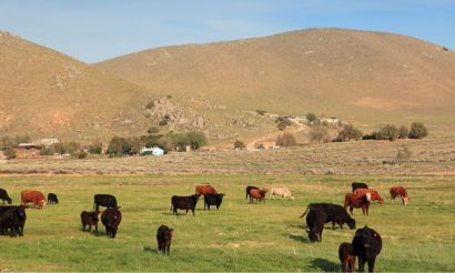 grazing-grasslands-food-production-milk-meat
