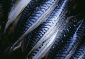 mackerel