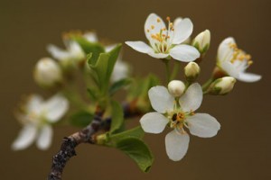 Blossom of prunus mahaleb.