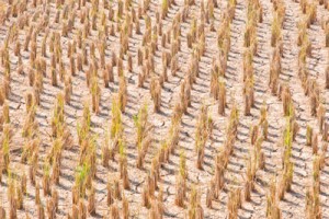 mycorrhizal-dry-rice-field
