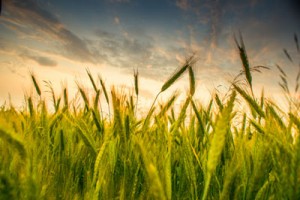 organic-farming