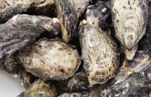 oysters