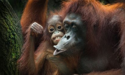palm-oil-australia-newzealand