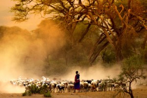 pastoralist-knowledge-hub