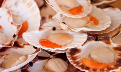 Raw scallops