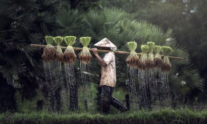 rice-week-cambodia-farmers-protest