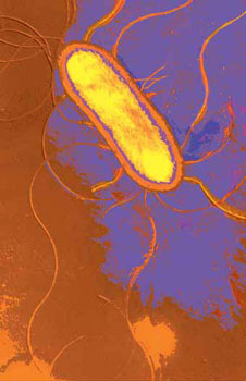 Salmonella - Isolation, Identification, Confirmation