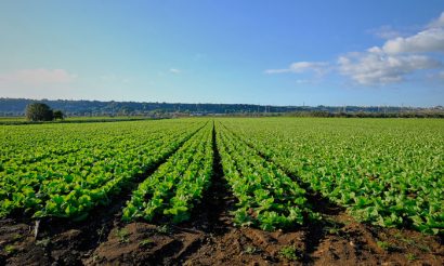 sicily-crops-agriculture