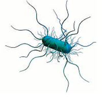 Salmonella - Isolation, Identification, Confirmation