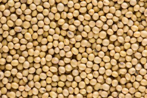 soybean