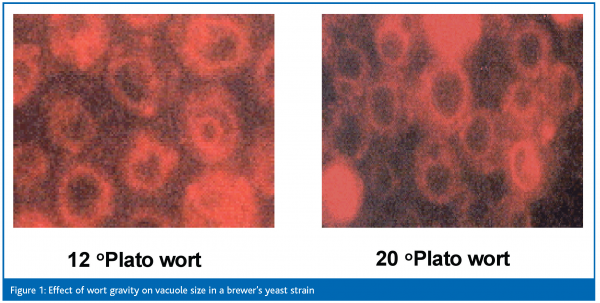 stewart figure 1