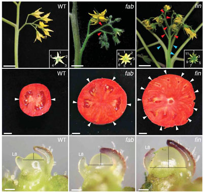 Scientsts have identified a set of genes that control stem cell production in tomato, the key to fruit size and explaining the origin of giant fruits like the beefsteak. These images show the impact of specific gene mutations on plant architecture and flower formation (top row); fruit size (middle row), and the size of the plant's growing tip, called the meristem (bottom row). The left column (top to bottom), shows a wild-type tomato plant. Compare this with two mutants: one, called fab (middle column), the other called fin (right column). Top row: While the wild-type plant has no branches on the stem that supports flowers, the two mutants show branching -- called fasciation -- and the flowers have extra petals [insets]. Middle row: the wild fruit has 2 compartments, called locules [white arrows], bearing a jelly-like substance and seeds; the mutants have additional locules. Bottom row: the meristems of the two mutants are larger than that of the the wild plant, indicating that they contain more stem cells. CREDIT: Lippman Lab, CSHL