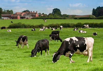 uk dairy