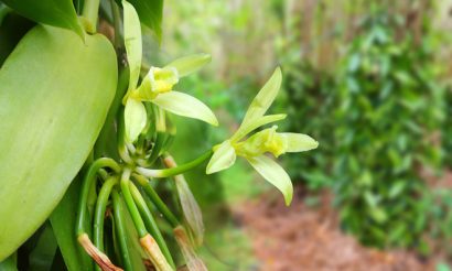 vanilla-farming-prova-barry-callebaut