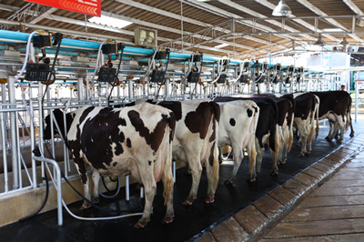 Dairy farm antibiotics persisted after waste treatment