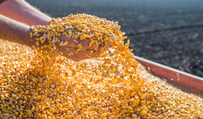 wet corn milling plant