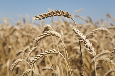 wheat yields