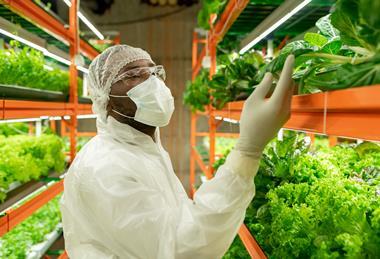 Young African male agroengineer in workwear looking at green spinach seedlings