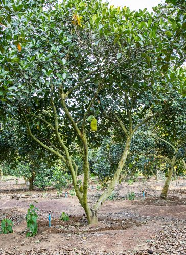 jackfruit tree