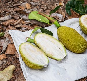 jackfruit cut open