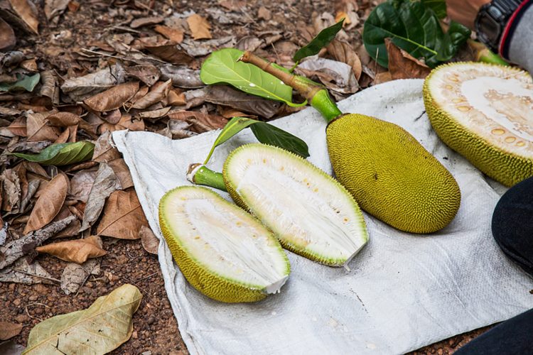 jackfruit cut open