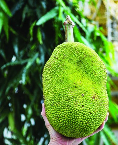 jackfruit in hand