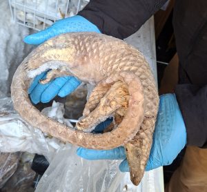 NFCU seizes illegal bushmeat in food crime investigation in London as one man arrested