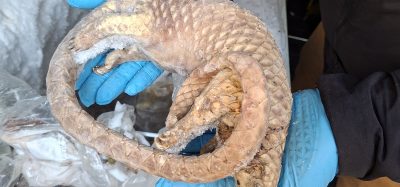 NFCU seizes illegal bushmeat in food crime investigation in London as one man arrested