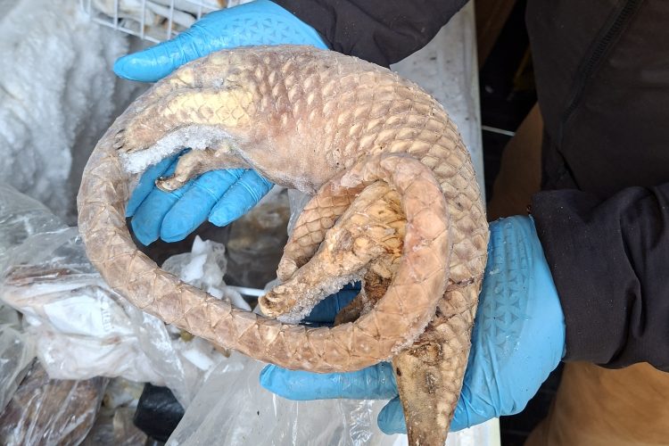 NFCU seizes illegal bushmeat in food crime investigation in London as one man arrested