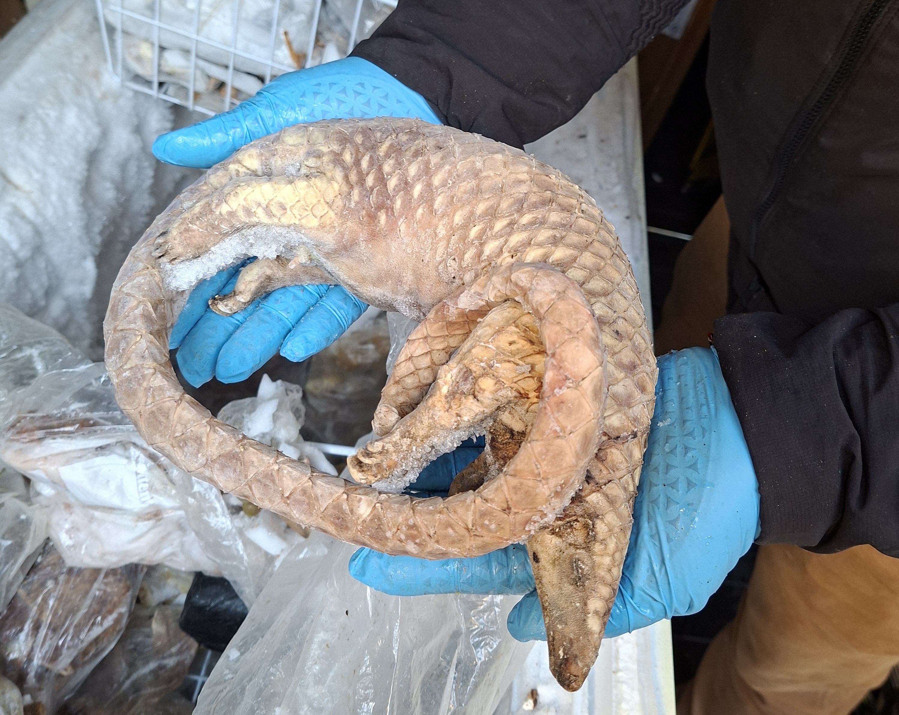 NFCU seizes illegal bushmeat in food crime investigation in London as one man arrested