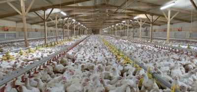 Norway to phase out ‘frankenchickens’ by 2027 in landmark animal welfare move