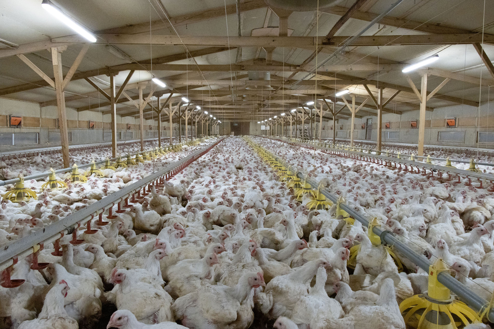 Norway to phase out ‘frankenchickens’ by 2027 in landmark animal welfare move