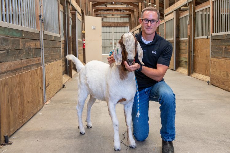 Washington State University sire goat