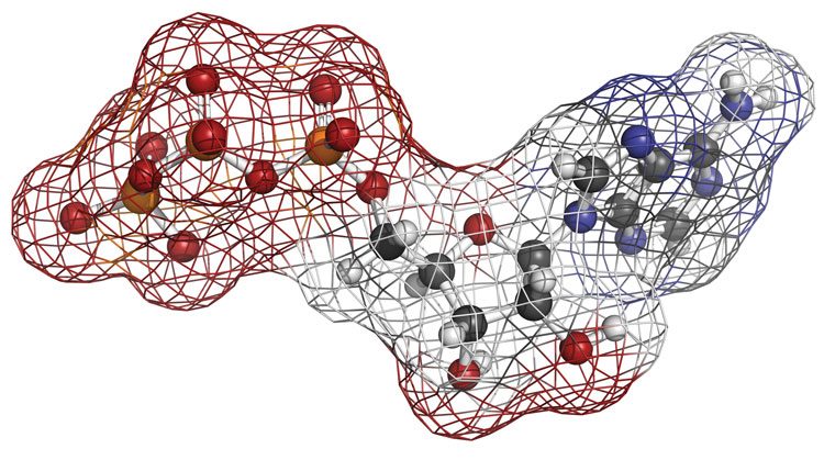 Adenosine Triphosphate cell structure