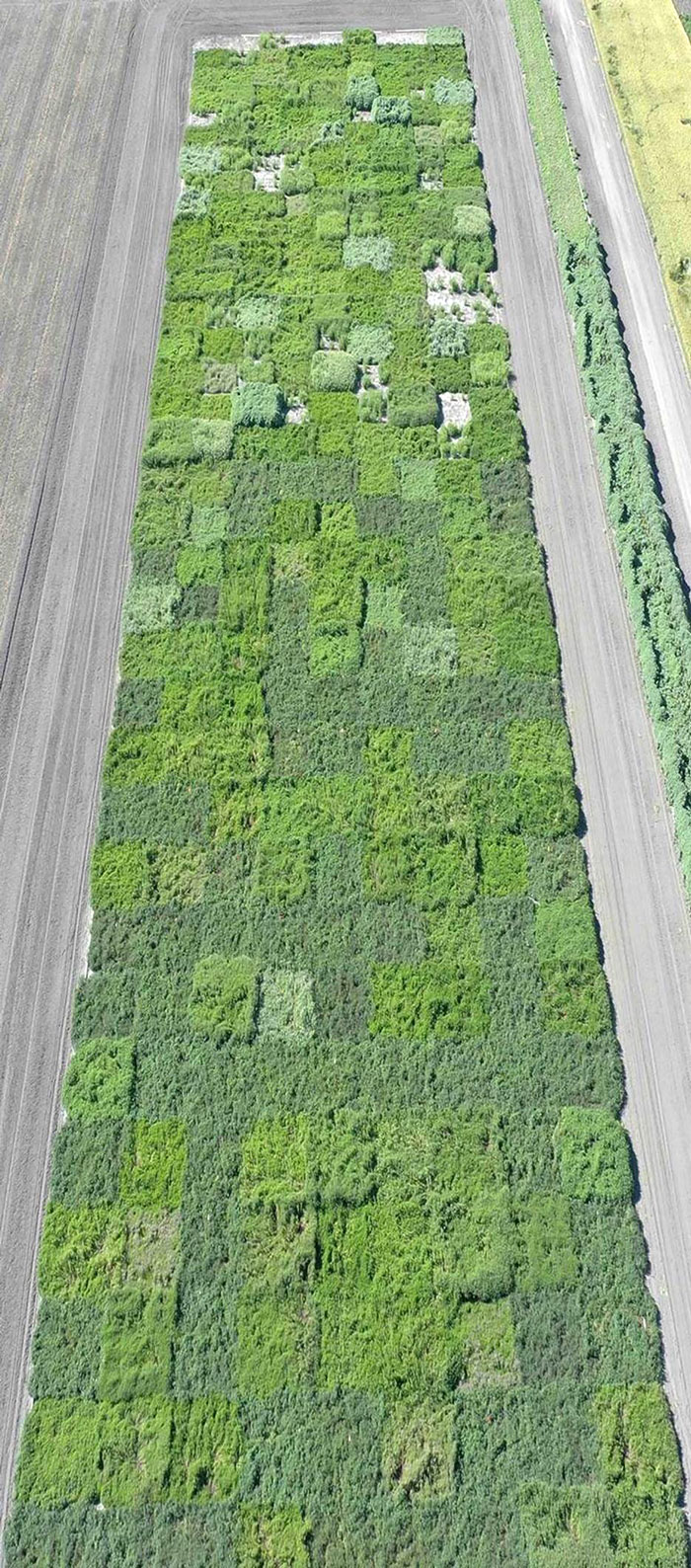 aerial view of mint growing