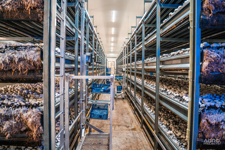 mushrooms growing on racks