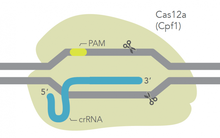Alt-R CRISPR Cas12a System