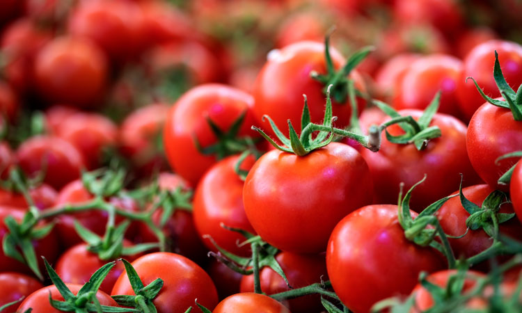 Alternaria mycotoxins in tomatoes