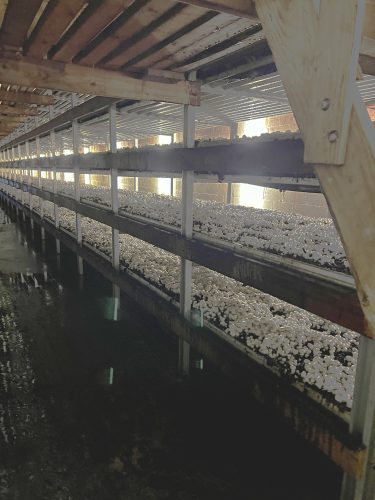 American mushroom farm