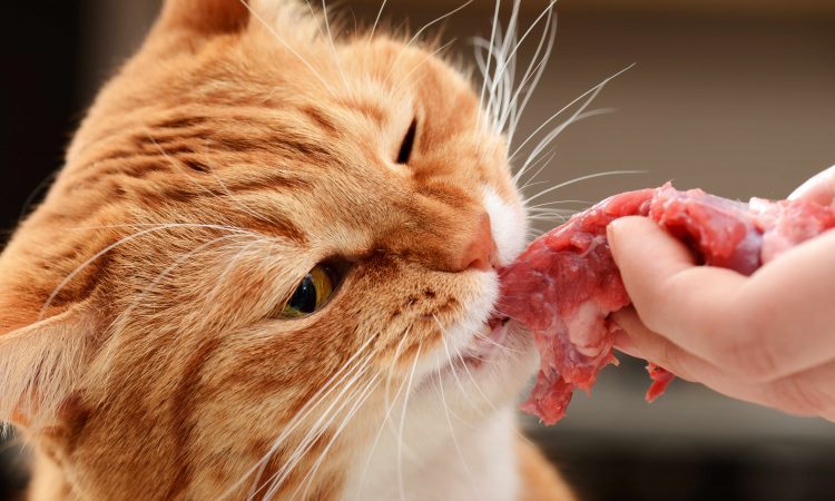 raw meat diet for cats