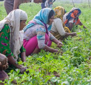 Reducing malnutrition and food waste in Bangladesh