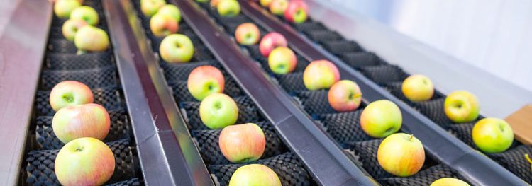 Processing environment monitoring apples on belt