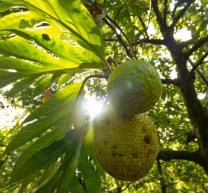 breadfruit