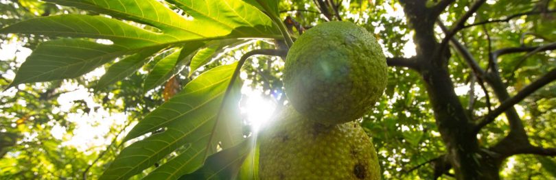 breadfruit